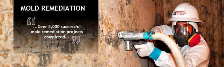 basement kitchen black mold removal and testing services in Audubon Pennsylvania 